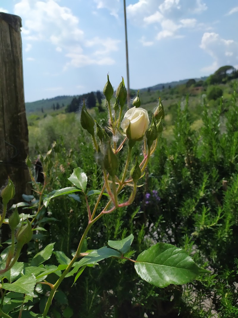 Parcheggio Poggio Oliva