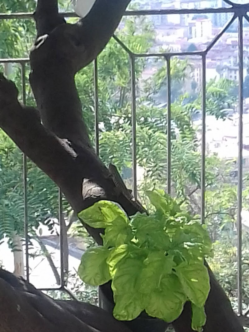 Agrumeto Flegreo - 3