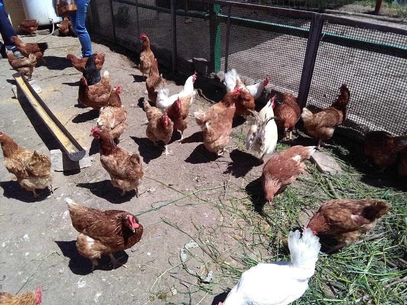 Nuvoletta Per Salvatore Societa' Cooperativa Sociale Fattoria&agricoltura - 2